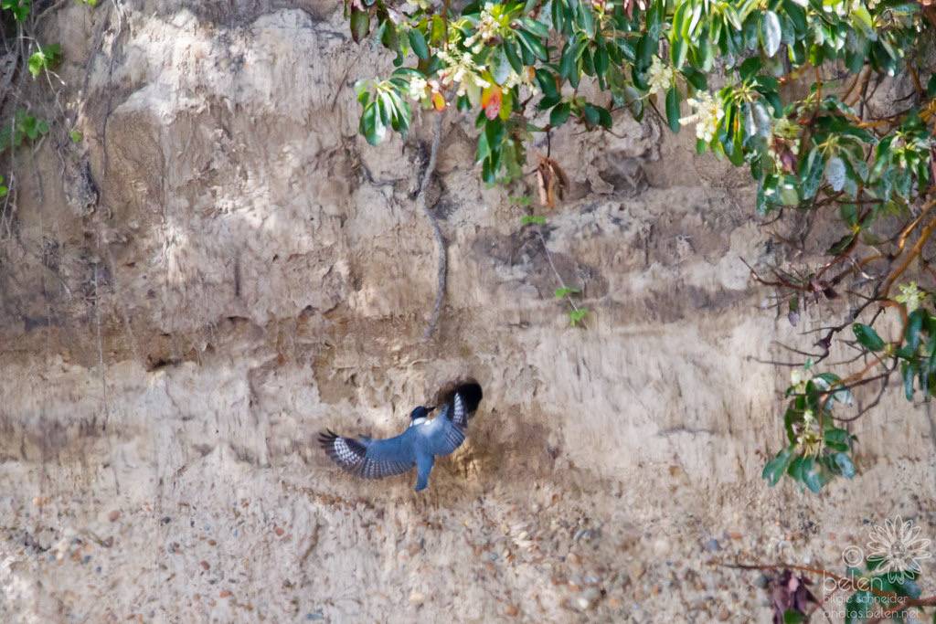 Female Belted Kingfisher Entering Nest Cavity by wanderinggrrl is licensed under CC BY-NC-SA 2.0